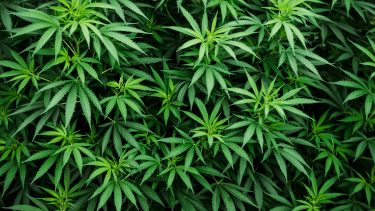 North Dakota House Approves Adult-Use Cannabis Bill